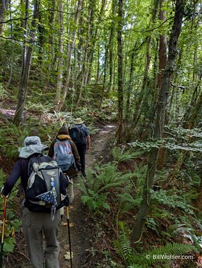 Lori, Geraldine, and Tony lead on through the ferns and forest