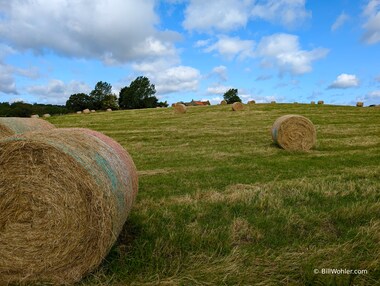 An idyllic pasture