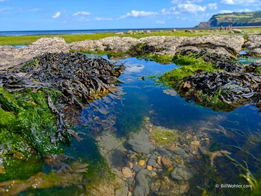 The beach is awash with tide pools