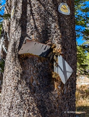 The original Emigrant Road signs were installed so long ago, the tree is starting to envelope them