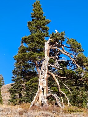 A cool old pine tree