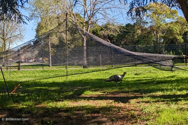 Ames and the USDA set up this trap to relocate the increasing number of turkeys bothering researchers