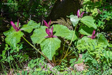 Giant wakerobin (Trillium chloropetalum)