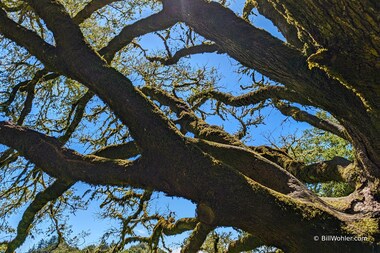 Moss grows on the old oaks