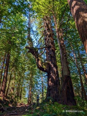 Lori and the Elbow Tree