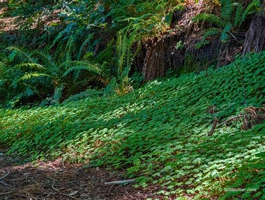 Lots and lots of oxalis!