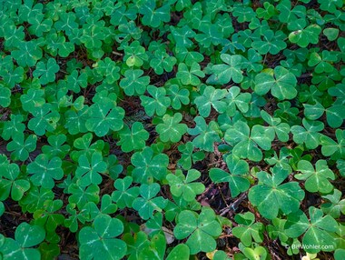 Lots and lots of redwood sorrel! (Oxalis oregana)