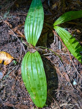 California fetid adderstongue (Scoliopus bigelovii)