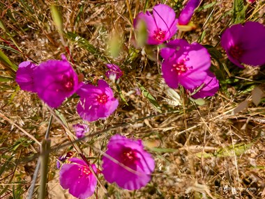 Ruby chalice clarkia (Clarkia rubicunda)