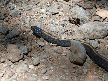 Aquatic garter snake (Thamnophis atratus)