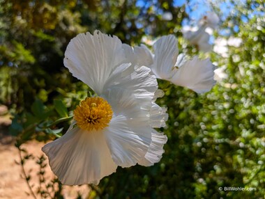 Coulter's matilija poppy (Romneya coulteri)