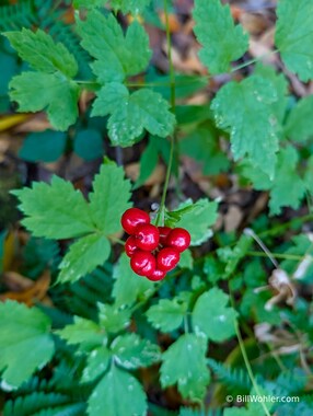 Red baneberry (Actaea rubra)