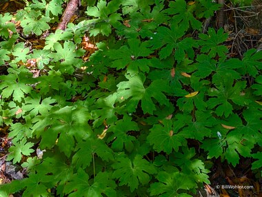 Arctic sweet coltsfoot (Petasites frigidus var. palmatus)