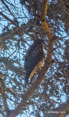 I saw a hawk go after a rabbit and then pause for a moment in the tree outside my window after he missed