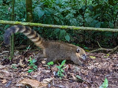 South American coati (Nasua nasua)