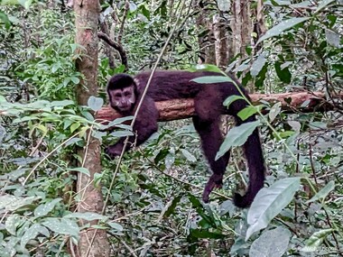 Black capuchin (Sapajus nigritus)