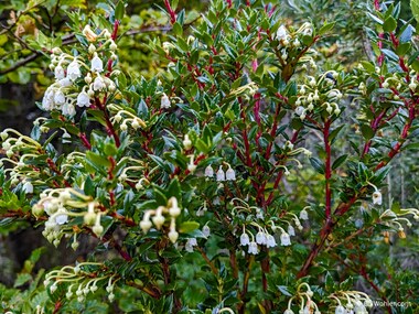 Prickly heath (Gaultheria mucronata)