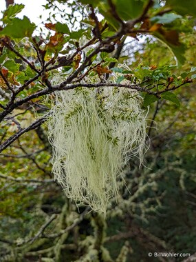 False mistletoe (Misodendrum linearifolium)