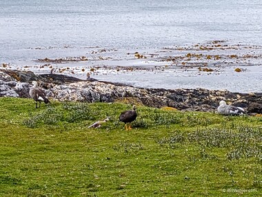 Steamer ducks (Tachyeres patachonicus)