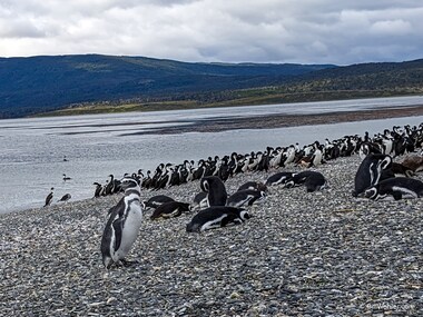 Our first stop was Isla Martillo to visit the local penguins such as these magellanic penguins (Spheniscus magellanicus)