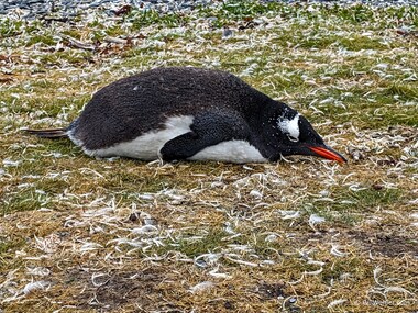 I thought the gentoo penguins (Pygoscelis papua) were pretty cute