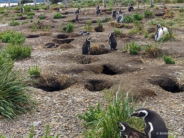 Magellanic penguin (Spheniscus magellanicus)