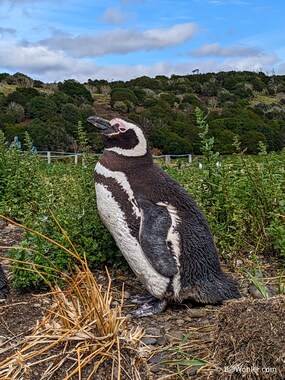 Magellanic penguin (Spheniscus magellanicus)