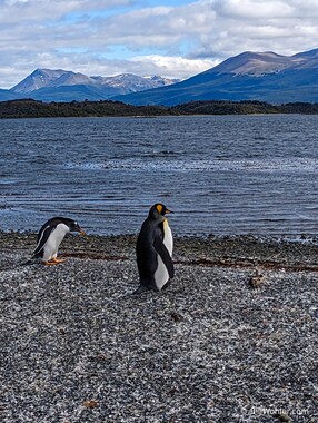 The king penguin (Aptenodytes patagonicus) is regal indeed, although this guy (or gal) is far from their home in Antarctica