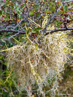 False mistletoe (Misodendrum linearifolium)