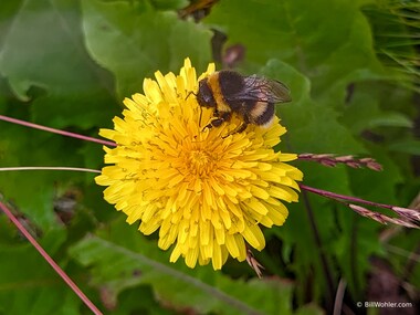 A bee enjoys a late flower