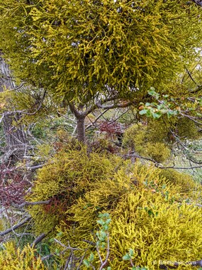 A ton of false mistletoe (Misodendrum linearifolium) without the hair