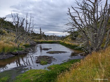 The beaver was introduced for its pelts and creates dams for protection of its den; as a result, the nearby trees die