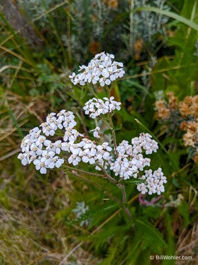 Common yarrow (Achillea millefolium)