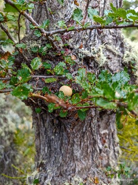 Darwin's fungus (Cyttaria darwinii)