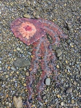 Jellyfish washed up on the beach