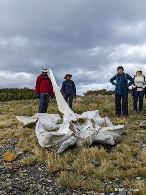 We inspect an old whale skull
