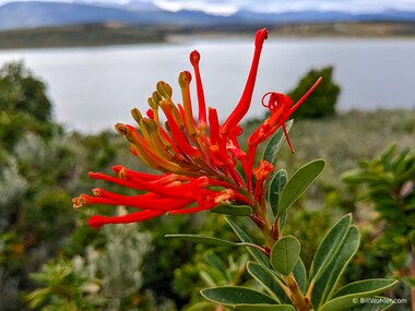 Chilean fire bush (Embothrium coccineum)