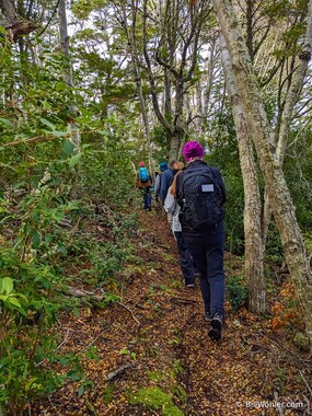 We're back to hiking through the beech trees