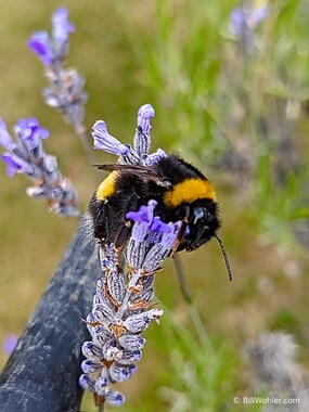 Buff-tailed bumble bee (Bombus terrestris)