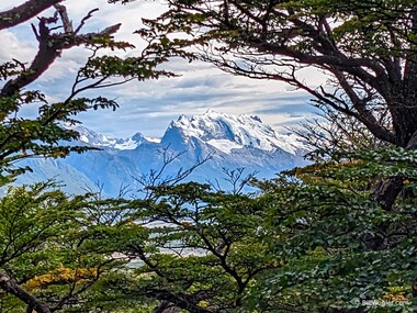 A mountain range is framed by the everpresent lenga beech