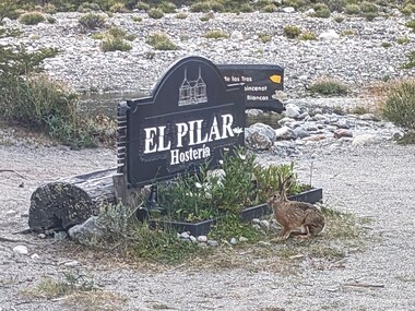 A local jackrabbit hangs out by the hostería's sign
