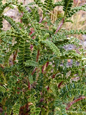 Adesmia boronioides, whose leaves have a strong smell. Not surprisingly, it has anti-inflammatory effects and is used as an analgesic, an essential oil, and combats rheumatic and menstrual pain.