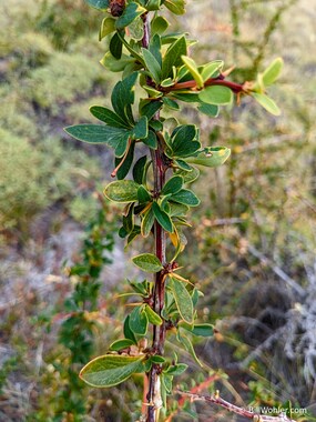 Magellan barberry (Berberis microphylla), locally called the calafate, aka Berberis buxifolia. It's another thorny plant that we've seen on nearly every hike and has blue berries that can be made into a jam.