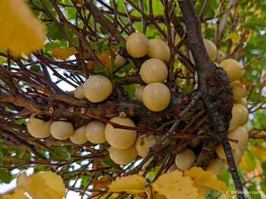 Darwin's fungus (Cyttaria darwinii) is also known as Indian's bread since it is edible