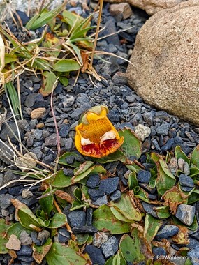 Darwin's slipper (Calceolaria uniflora)