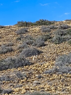 A very deceased guanaco that was too weak to jump over the fence  (Lama guanicoe)