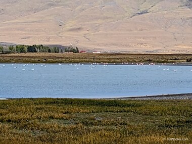 Chilean flamingos and black-necked swan (Phoenicopterus chilensis, Cygus melanocoryphus)