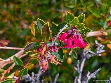 Siete camisas, or redclaws (Escallonia rubra)