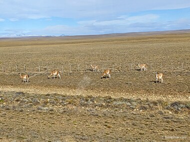 As we enter the steppe, we encounter the best view of (live) guanaco (Lama guanicoe) we've seen yet