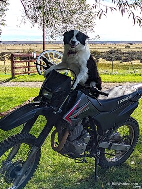 When the dogs aren't herding sheep, they ride motorcycles